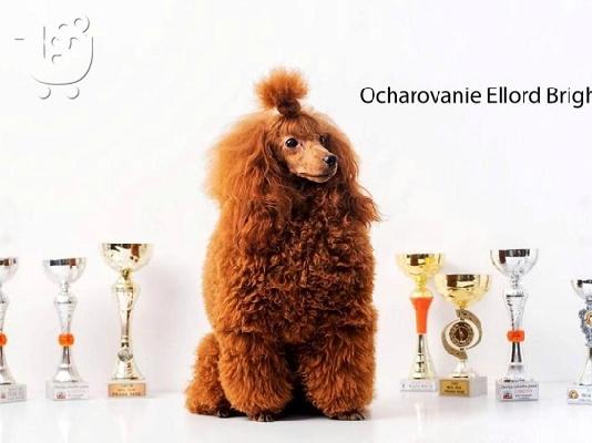 Κόκκινα POODLES premium